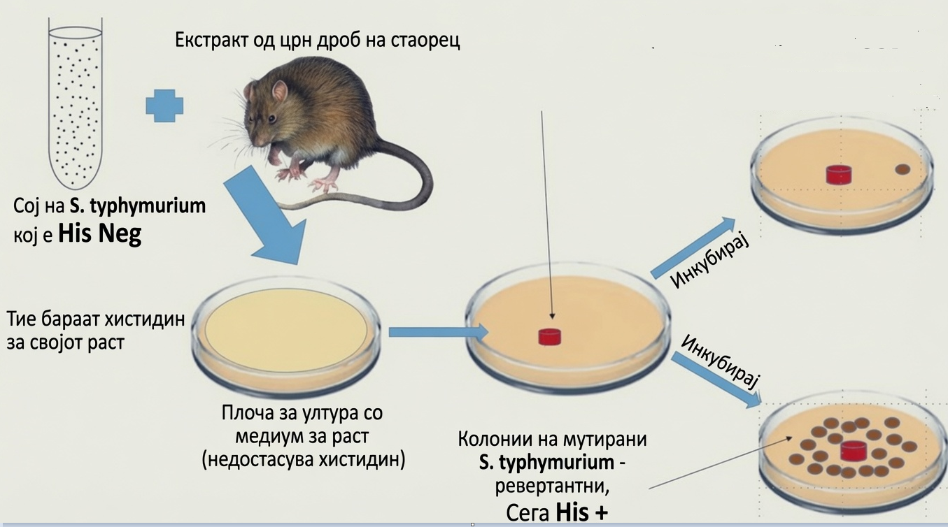 лабораториски глушец