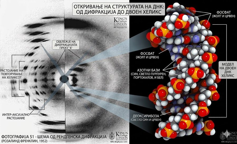 слика днк
