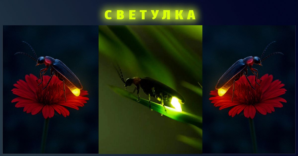 Светулките, чудата на природата